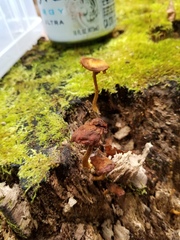 Phaeomarasmius proximans