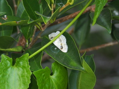Problepsis vulgaris