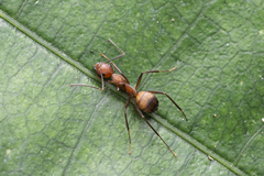 Camponotus nicobarensis