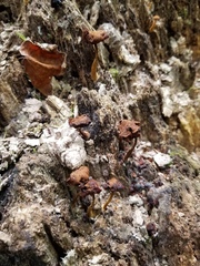 Phaeomarasmius proximans