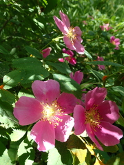 Rosa acicularis