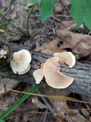 Metuloidea reniformis