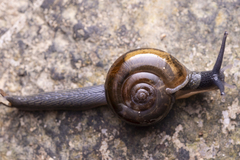 Helicarionoidea