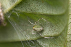 Thwaitesia margaritifera
