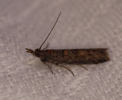 Crocydopora cinigerella