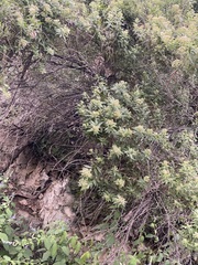 Ageratina riparia