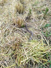 Protobothrops mucrosquamatus