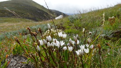 Gentianella muelleriana