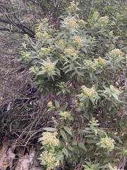Ageratina riparia