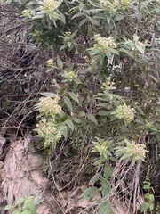 Ageratina riparia