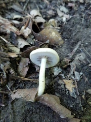 Agrocybe acericola