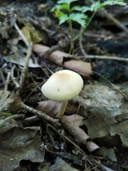 Agrocybe acericola