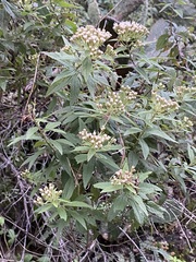 Ageratina riparia
