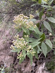 Ageratina riparia