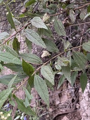 Ageratina riparia