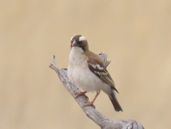 Plocepasser mahali mahali