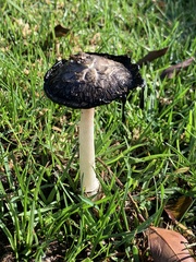 Coprinus