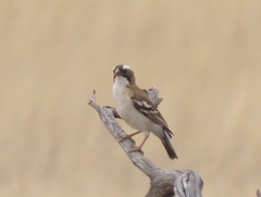 Plocepasser mahali mahali