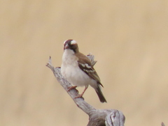 Plocepasser mahali mahali