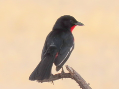 Laniarius atrococcineus