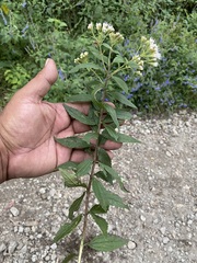 Ageratina riparia