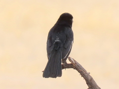 Laniarius atrococcineus