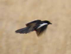 Laniarius atrococcineus