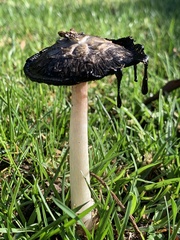 Coprinus