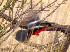 Laniarius atrococcineus