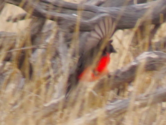 Laniarius atrococcineus