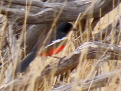 Laniarius atrococcineus