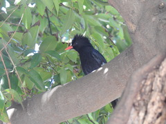 Hypsipetes leucocephalus