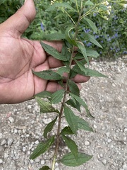 Ageratina riparia