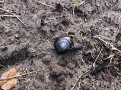 Helminthoglypta sequoicola