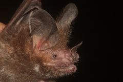 Trachops cirrhosus coffini