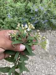 Ageratina riparia