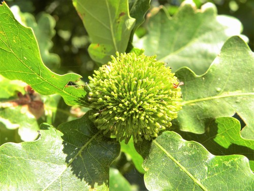 Hedgehog Gall Wasp