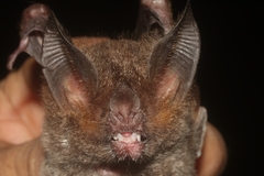 Trachops cirrhosus coffini