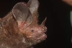 Trachops cirrhosus coffini