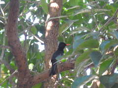 Hypsipetes leucocephalus