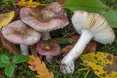 Russula pelargonia