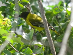 Oriolus larvatus