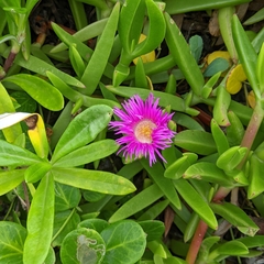 Carpobrotus dimidiatus