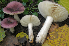 Russula pelargonia