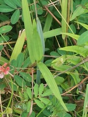 Indigofera hendecaphylla