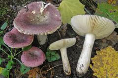 Russula pelargonia