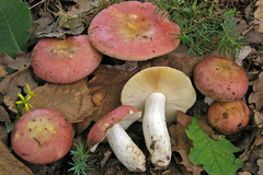 Russula decipiens