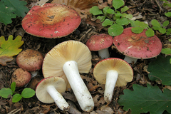 Russula decipiens
