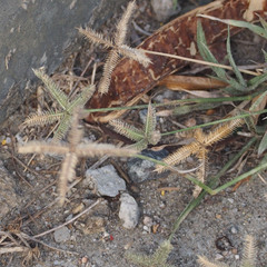 Dactyloctenium aegyptium