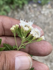Ageratina riparia